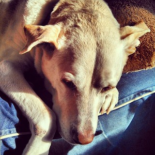 Good Morning and TGIF from Zeus #dogstagram #labmix #bigdog #ilovemydogs #mutt #love