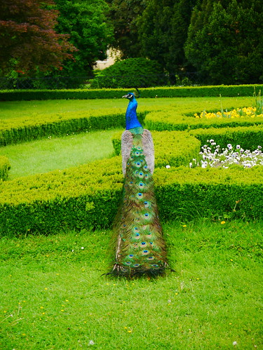 geotagged peacock czechrepublic kroměříž englishgarden indianpeafowl cze 2013 kremsier bluepeafowl паун zámekkroměříž arcibiskupskýzámek kroměřížarchbishopspalace theenglishgardenbehindkroměřížpalace geo:lat=4930151339 geo:lon=1739269486