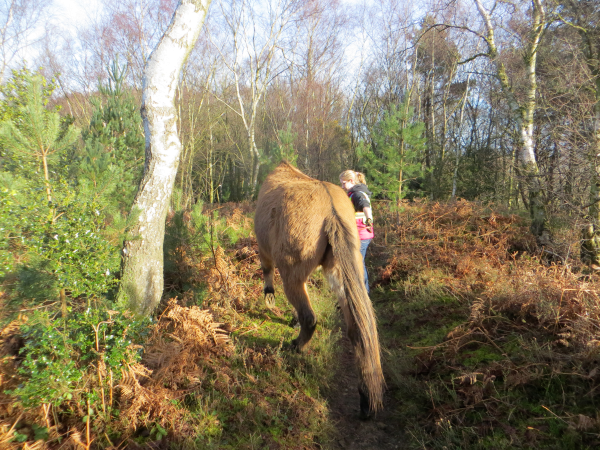 Mules Blazes His Own Trail