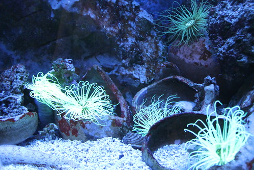 a very bright green sea anemone