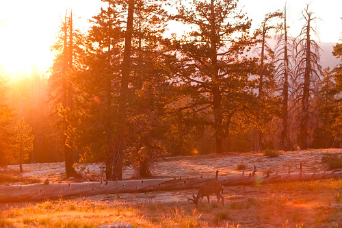 california park sunset tree grass pine america forest woods united deer national yosemite states