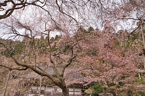 【写真】2013 桜 : 常照皇寺/2019-12-06/IMGP0158