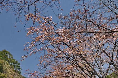 【写真】2013 桜 : 山科疎水/2020-09-19/IMGP9952