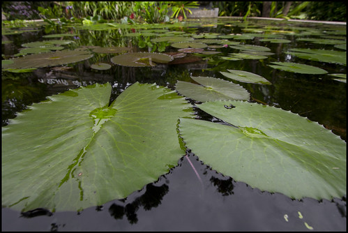 Lily Pond at the Botanic Garden