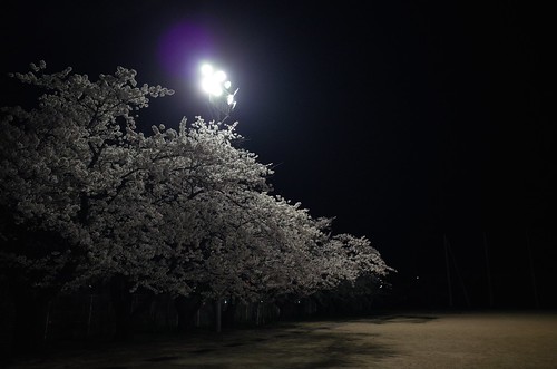 内野の夜桜 2014