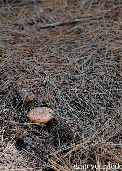 Saffron milk cap pine mushroom hiding beneath pine needles in Belanglo State Forest