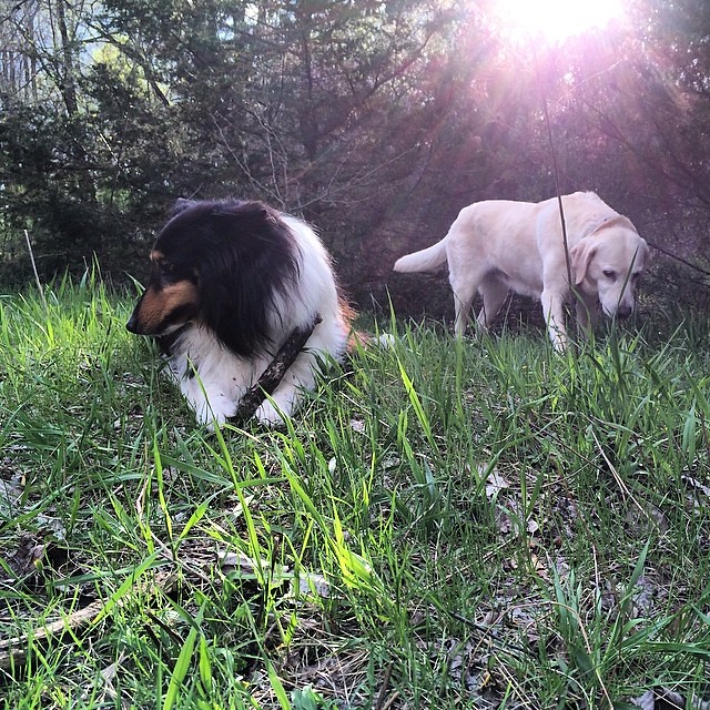 Jasper and Daisy #dogpark