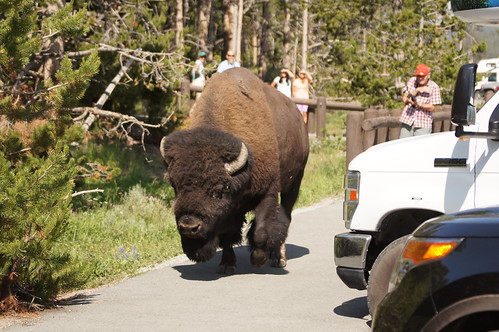 Buffalo (Bison)