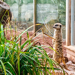 Meerkats at Dartmoor Zoo