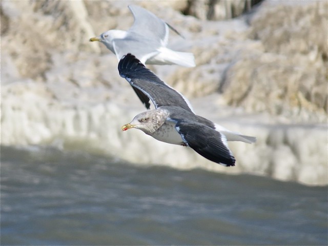 Lesser Black-backed Gull (Adult) at North Point Marina in Lake County, IL 01