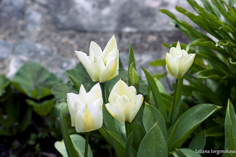 Белые тюльпаны
