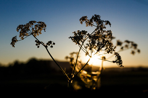 sunset summer plants sun silhouette norway no vegetation akershus eidsvoll 500px wamrth ifttt