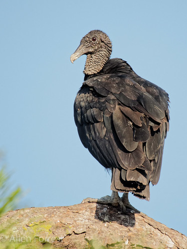 wildlife palatka florida usa bird vulture