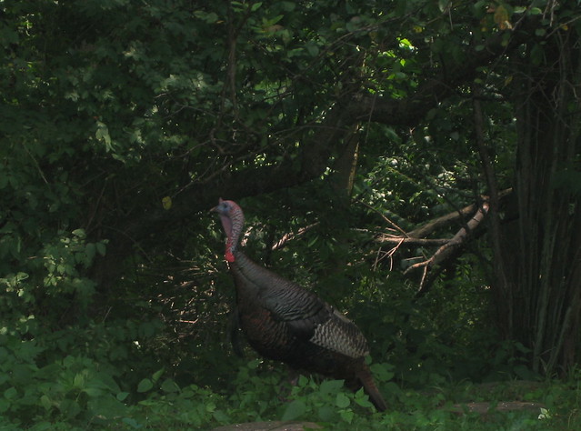 Wild turkey