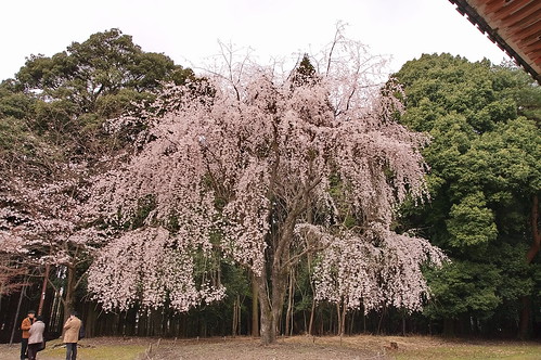 【写真】2013 桜 : 醍醐寺/2021-10-20/IMGP9091