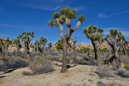 california usa nature nationalpark day desert joshuatree clear vegetation landscapephotography