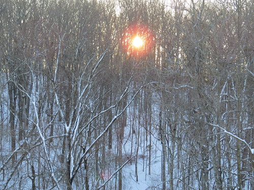 trees snow sunrise woods