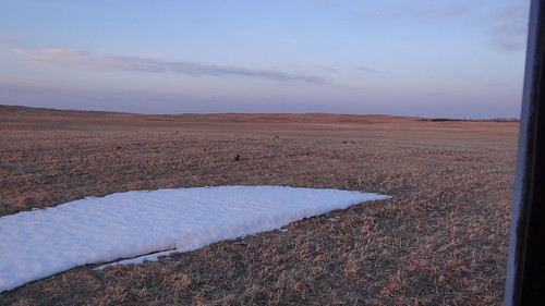 Greater Prairie-chicken lek landscape