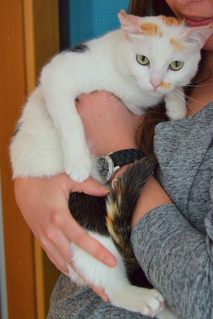 Michi, gatita tricolor muy blanca, una monadita nacida en Mayo´12 necesita hogar. Valencia. ADOPTADA. 13567687195_3808b2e4c3_z