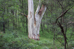 Mountain Blue Gum (Eucalyptus deanei)