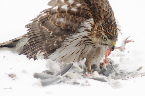 Cooper's Hawk, eating