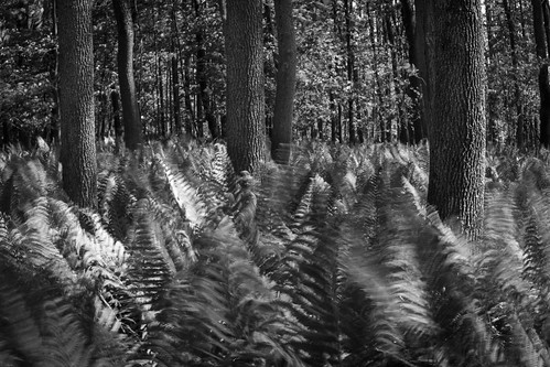blackandwhite bw motion monochrome look forest blackwhite wind feel zen listen conservationarea dontmove wyemarsh springferns skancheli