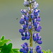 Flower & bug along Stikine River near Wrangell Alaska (230mm / 345mm; 1/640; f/5.6)