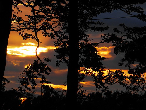 trees sunset summer silhouettes