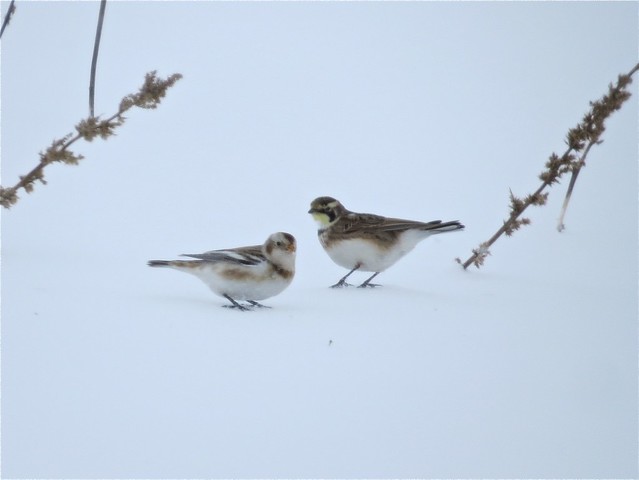 Snow Bunting and Horned Lark in Livingston County, IL 03