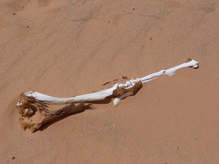 Hueso de camello en Karkur Tahl (Jebel Uweinat, Desierto Líbico, Egipto)