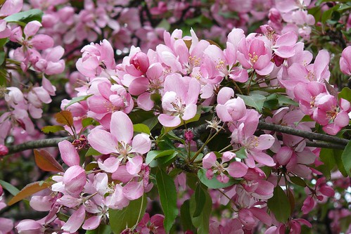 pink flowers canada closeup petals spring seasons zoom blossoms newbrunswick crabapple ststephen