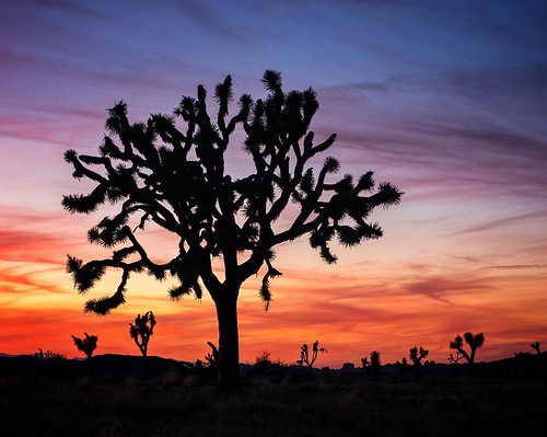 I spent quite a few sunrises and sunsets shooting these amazing landscapes in Joshua Tree, and was rewarded with some really beautiful skies. This was one of the more memorable ones I remember. I also loved the shape of this tree, and thought it made a be