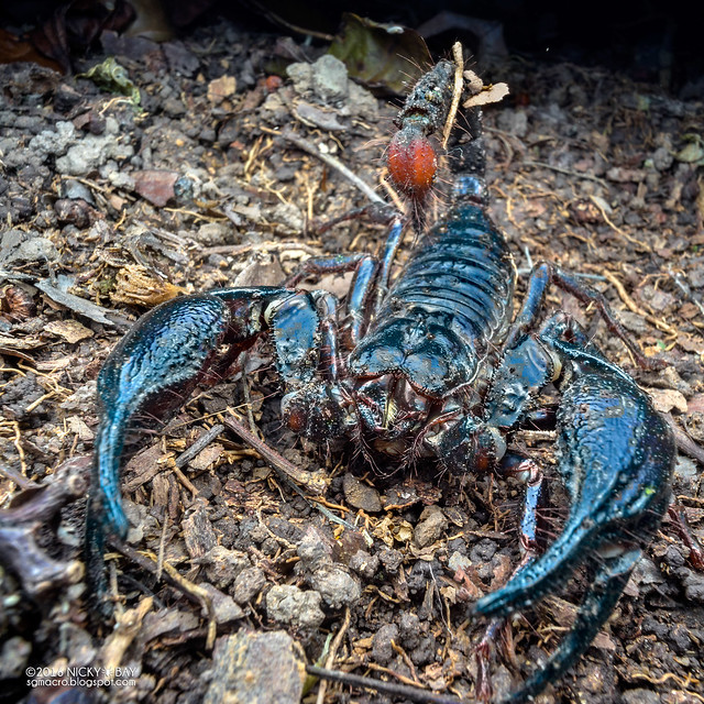 Black forest scorpion (Heterometrus sp.) - DSC04305
