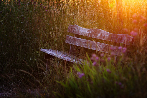 light sunset summer nature grass backlight evening sweden stockholm bokeh meadow sverige kista
