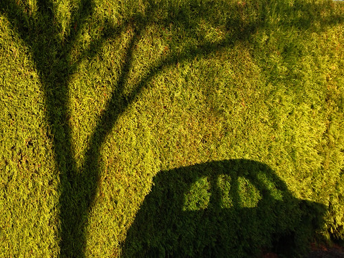 tree green car shadows hedge