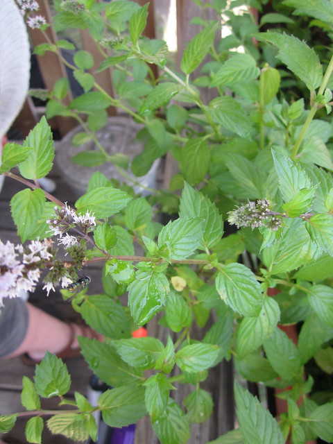 Image of spearmint