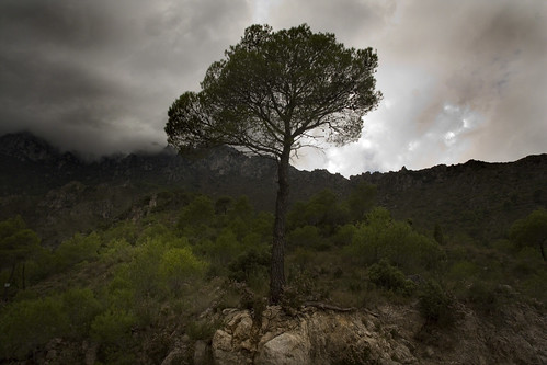 españa tree nature canon landscape arbol spain natur natura landschaft baum spanien costablanca naturesfinest spanelsko naturewatcher eos450 naturemaster