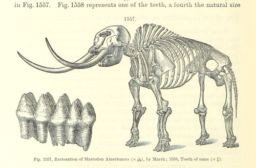 Image taken from page 1012 of '[Manual of Geology: treating of the principles of the science with special reference to American geological history ... Revised edition.]'