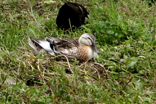 bird animal duck nest wildlife korea korean ave pato ente dier oiseau canard eend tier aquaticbird anasquerquedula tierwelt sarcelledété knäkente