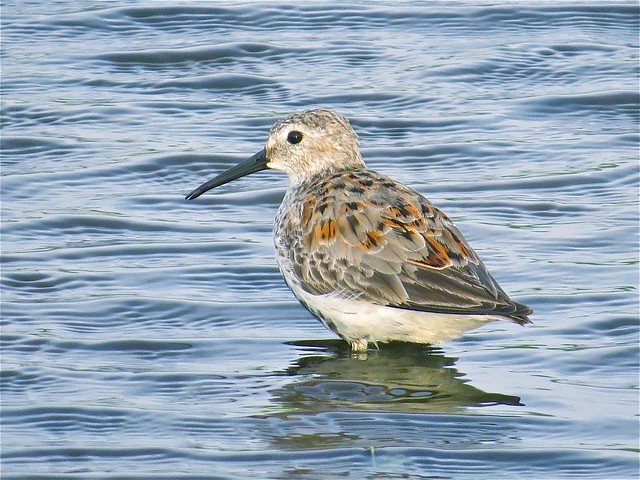 Dunlin at El Paso Sewage Treatment Plant in Woodford County, IL