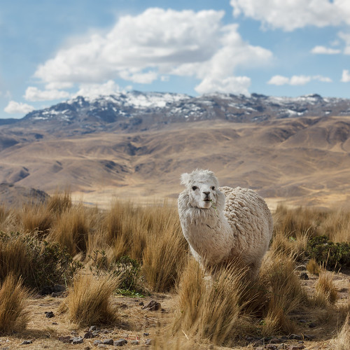 animals llama peru altiplano andes mountains square laguna lagunillas lake lenscanon70200f4lis cameracanon5d2