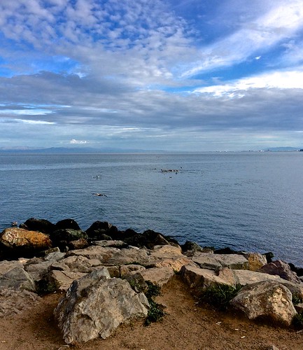 sanfranciscobay norain birdsfeeding heavyclouds