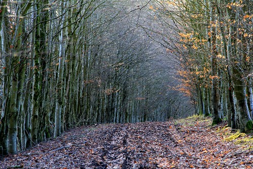 trees winter woodland track path f10 february beech exmoor 160 brendons wimbleball brendonhills
