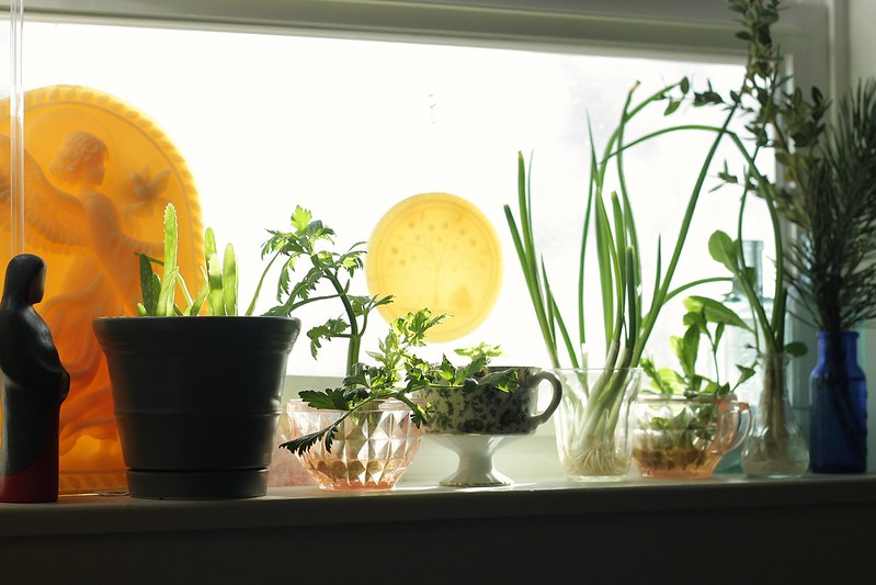 kitchen window garden is taking over!