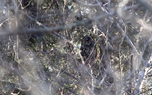 owl delaware longearedowl asiootus coverdalefarm newcastlecounty