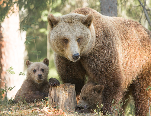 Mother and Cubs