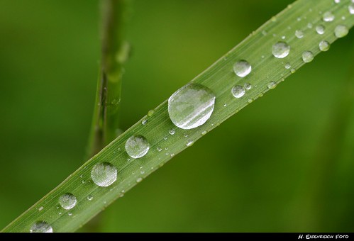 macro green nature rain droplets leaf drops nikon natur hans grün makro blatt regen tropfen regentropfen tröpfchen eisenreich