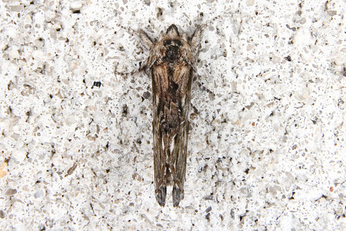 nature newjersey insects moths pinelands pinebarrens mothnight franklinparkerpreserve