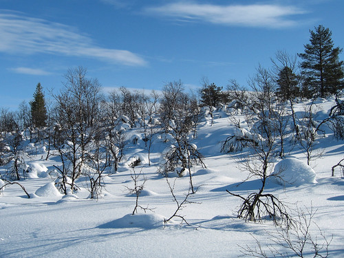 trees snow finland arbres lapland neige finlande laponie