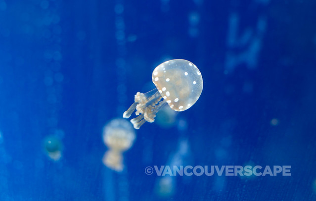 Vancouver Aquarium Up Close-9